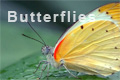 Photo_butterfly